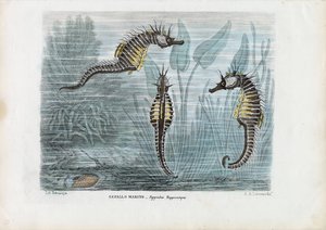 Zeepaardjes, 1863-79